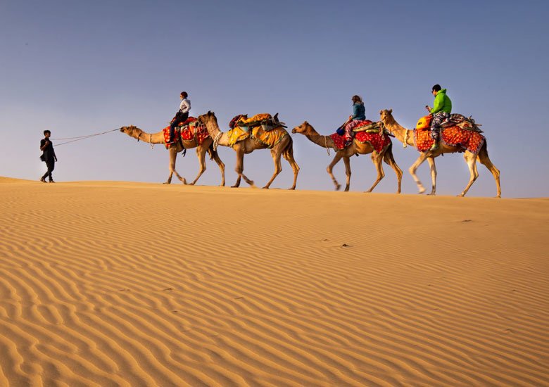 Camel Safari